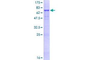 ATP6AP1 Protein (AA 1-470) (GST tag)