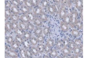DAB staining on IHC-P; Samples: Rat Kidney Tissue (OPA3 抗体  (AA 1-200))