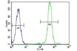 FASN antibody flow cytometric analysis of HeLa cells (green) compared to a negative control (blue). (Fatty Acid Synthase 抗体  (AA 942-973))