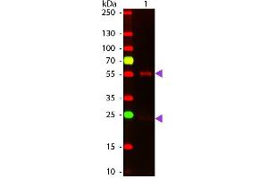 Western Blot of ATTO 647N conjugated Goat anti-Mouse IgG Pre-Adsorbed secondary antibody. (山羊 anti-小鼠 IgG (Heavy & Light Chain) Antibody (Atto 647N) - Preadsorbed)