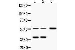 Western Blotting (WB) image for anti-alpha-2-HS-Glycoprotein (AHSG) (AA 33-65), (N-Term) antibody (ABIN3043534)