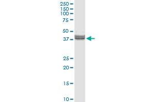 INHBE MaxPab rabbit polyclonal antibody. (INHBE 抗体  (AA 1-350))