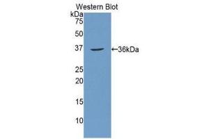 Western Blotting (WB) image for anti-Carbonic Anhydrase 12 (CA12) (AA 25-302) antibody (ABIN1077897) (CA12 抗体  (AA 25-302))