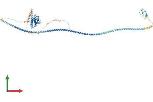 Protein Structure (PS) image for RUN and FYVE Domain Containing 1 (RUFY1) (AA 1-712) protein (His tag) (ABIN7558680)
