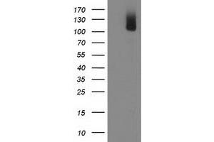 Western Blotting (WB) image for anti-phosphodiesterase 2A, CGMP-Stimulated (PDE2A) antibody (ABIN1500082) (PDE2A 抗体)