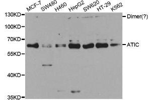 Western blot analysis of extracts of various cell lines, using ATIC antibody.