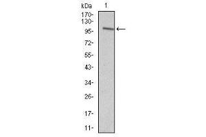 Image no. 1 for anti-Vav 1 Oncogene (VAV1) antibody (ABIN1490879) (VAV1 抗体)