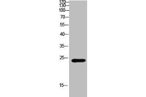 Western Blot analysis of mouse-brain cells using Antibody diluted at 800. (CSH1 抗体  (AA 161-210))
