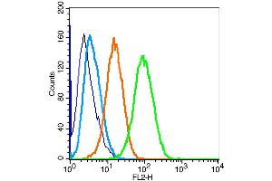 U-87MG cells were fixed with 4% PFA for 10min at room temperature, permeabilized with 20% PBST for 20 min at room temperature, and incubated in 5% BSA blocking buffer for 30 min at room temperature. (PERK 抗体  (AA 1001-1116))