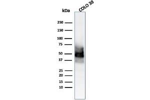 Western Blot Analysis of COLO-38 cell lysate usingSOX10 Mouse Monoclonal Antibody (SOX10/991). (SOX10 抗体  (AA 115-269))