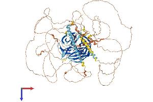 PALB2 Protein (AA 1-1104) (His tag)