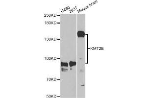 Western blot analysis of extracts of various cell lines, using KMT2E Antibody (ABIN5973619) at 1/1000 dilution. (MLL5/KMT2E 抗体)