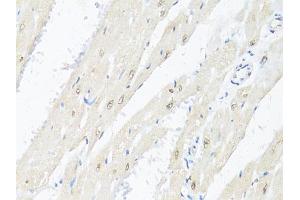 Immunohistochemistry of paraffin-embedded rat heart using RBFOX3 antibody (ABIN1874561) at dilution of 1:100 (40x lens). (NeuN 抗体)