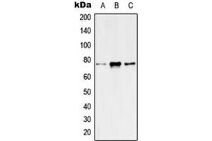Western blot analysis of Kv7. (KCNQ4 抗体  (C-Term))