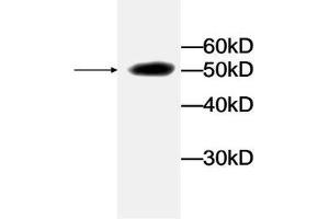 Western blot analysis of recombinant protein LDHA with LDHA Antibody at a dilution of 1:1000. (Lactate Dehydrogenase A 抗体)