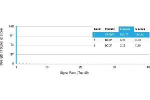 Protein Array (PAr) image for anti-Cellular Retinoic Acid Binding Protein 1 (CRABP1) antibody (ABIN7456170)