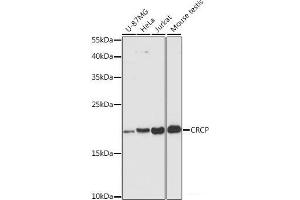 Western blot analysis of extracts of various cell lines using CRCP Polyclonal Antibody at dilution of 1:3000. (CRCP 抗体)