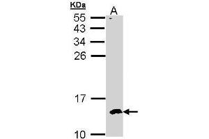 WB Image Sample (30 ug of whole cell lysate) A: Hep G2 , 15% SDS PAGE antibody diluted at 1:500 (CKS2 抗体  (C-Term))