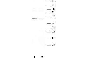 KLF6 pAb tested by Western blot. (KLF6 抗体  (Internal Region))