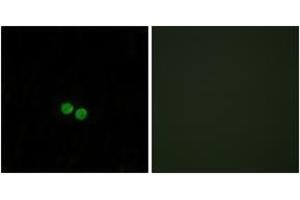 Immunofluorescence analysis of HepG2 cells, using CDC25C (Ab-48) Antibody. (CDC25C 抗体  (AA 14-63))