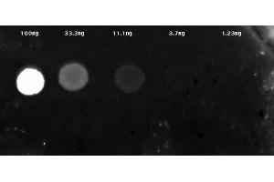 Dot Blot results of Streptavidin ATTO 425 Conjugate. (Streptavidin Protein (Atto 425))