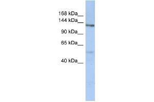 WB Suggested Anti-CHSY-2 Antibody Titration:  0. (CHSY3 抗体  (N-Term))
