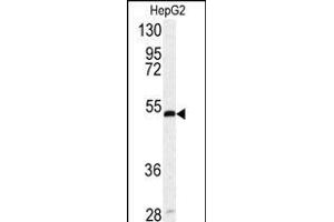 Western blot analysis of SERPINH1 antibody (Center) (ABIN391548 and ABIN2841497) in HepG2 cell line lysates (35 μg/lane). (SERPINH1 抗体  (AA 169-196))