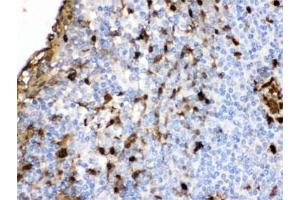 IHC testing of FFPE human tonsil with S100A9 antibody. (S100A9 抗体  (AA 2-114))