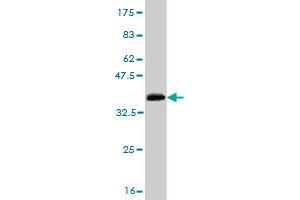 Western Blot detection against Immunogen (37. (SH3D19 抗体  (AA 94-203))