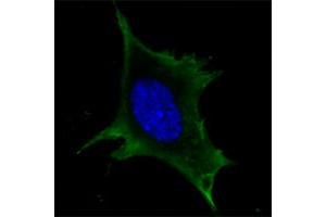 Immunofluorescence (IF) image for anti-Calreticulin (CALR) antibody (ABIN1724687)