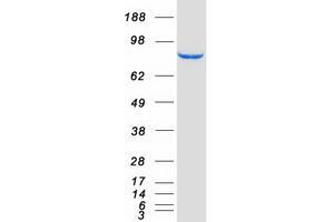 Western Blotting (WB) image for Activating Signal Cointegrator 1 Complex Subunit 2 (ASCC2) protein (Myc-DYKDDDDK Tag) (ABIN2714973)