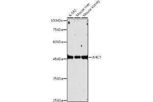 Western blot analysis of extracts of various cell lines, using AHCY antibody (ABIN1680618, ABIN1680617, ABIN7101497 and ABIN7101498) at 1:1000 dilution. (AHCY 抗体)
