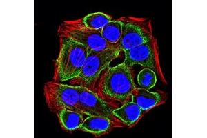 Immunofluorescence analysis of Hela cells using CD322 mouse mAb (green). (JAM2 抗体  (AA 29-238))