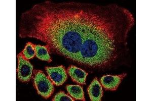 Confocal immunofluorescent analysis of NEU2 antibody with A549 cells followed by Alexa Fluor 488-conjugated goat anti-rabbit lgG (green). (NEU2 抗体  (AA 23-50))