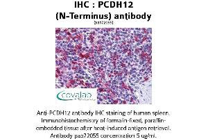 Image no. 1 for anti-Protocadherin 12 (PCDH12) (N-Term) antibody (ABIN1737889) (PCDH12 抗体  (N-Term))
