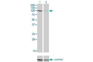 Western blot analysis of PCDHAC2 over-expressed 293 cell line, cotransfected with PCDHAC2 Validated Chimera RNAi (Lane 2) or non-transfected control (Lane 1). (PCDHAC2 抗体  (AA 81-190))