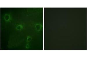 Immunofluorescence analysis of COS7 cells, using Kv2. (Kv2.1/KCNB1 抗体  (AA 533-582))