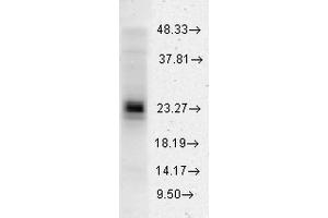 Western blot analysis of Human HeLa cell lysates showing detection of HSP27 protein using Rabbit Anti-HSP27 Polyclonal Antibody . (HSP27 抗体  (Atto 594))