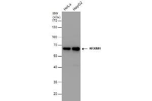 WB Image HEXIM1 antibody detects HEXIM1 protein by western blot analysis.