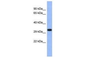 Image no. 1 for anti-Upstream Transcription Factor 1 (USF1) (C-Term) antibody (ABIN6742512) (USF1 抗体  (C-Term))