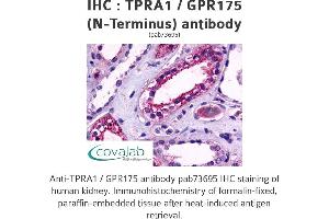 Image no. 1 for anti-Transmembrane Protein, Adipocyte Asscociated 1 (TPRA1) (Extracellular Domain), (N-Term) antibody (ABIN1740236) (GPR175 抗体  (Extracellular Domain, N-Term))