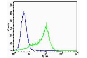 Flow cytometric analysis of Hela cells using MPP7 Antibody (N-term)(green) compared to an isotype control of rabbit IgG(blue).