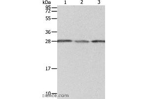 Western blot analysis of A549 cell, human liver cancer and fetal kidney tissue, using PSMD9 Polyclonal Antibody at dilution of 1:800 (PSMD9 抗体)