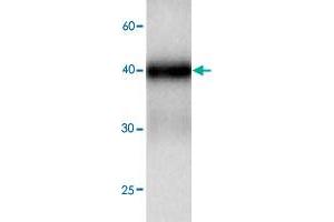 Western blot analysis in TDP2 recombinant protein with TDP2 monoclonal antibody, clone 69s87  at 1 : 1000 dilution. (TDP2 抗体)