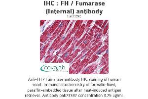 Image no. 1 for anti-Fumarate Hydratase (FH) (Internal Region) antibody (ABIN1734346) (FH 抗体  (Internal Region))