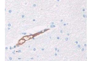 IHC-P analysis of Human Cerebrum Tissue, with DAB staining. (HPR 抗体  (AA 30-85))