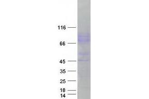 Validation with Western Blot (ICAM1 Protein (Myc-DYKDDDDK Tag))