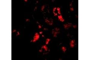 Immunofluorescence (IF) image for anti-Barrier To Autointegration Factor 1 (BANF1) (C-Term) antibody (ABIN1030282) (BANF1 抗体  (C-Term))