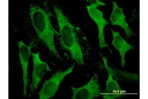 Immunofluorescence (IF) image for anti-Glutathione S-Transferase alpha 2 (GSTa2) (AA 1-100) antibody (ABIN516223)
