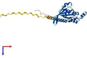 RHOV Protein (AA 1-236) (His tag)